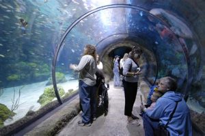 Visitors at the Aquarium