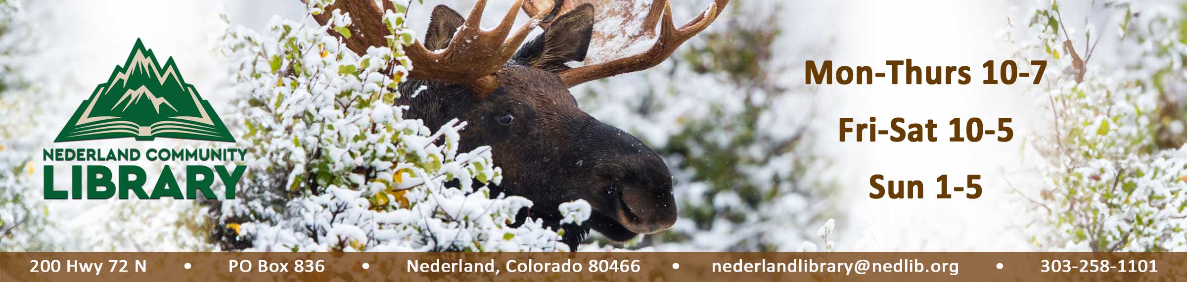 photo of moose in snow