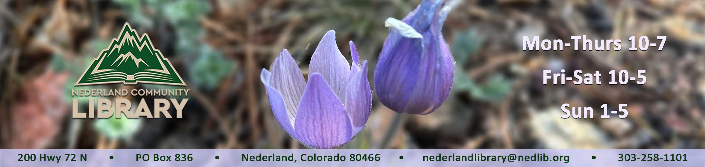 photo of crocuses